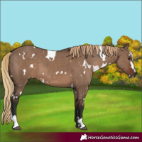 Horse Color:White Spotted Liver Red Dun Sabino 