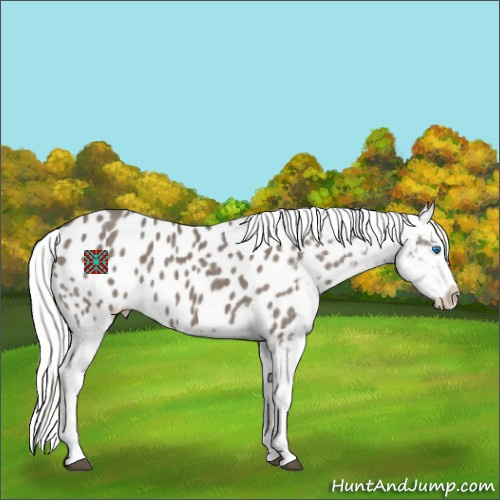 Horse Color:Silver Smoky Grullo Splash Appaloosa 