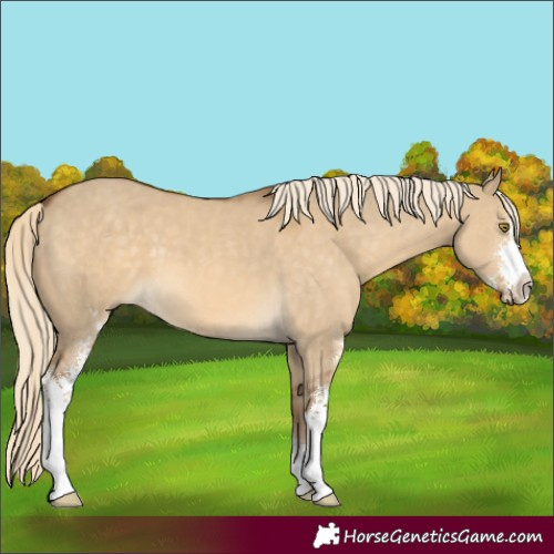 Horse Color:Chocolate Palomino Dun Sabino 