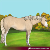 Horse Color:Chocolate Palomino Dun Sabino 