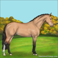 Horse Color:Bay Dun 