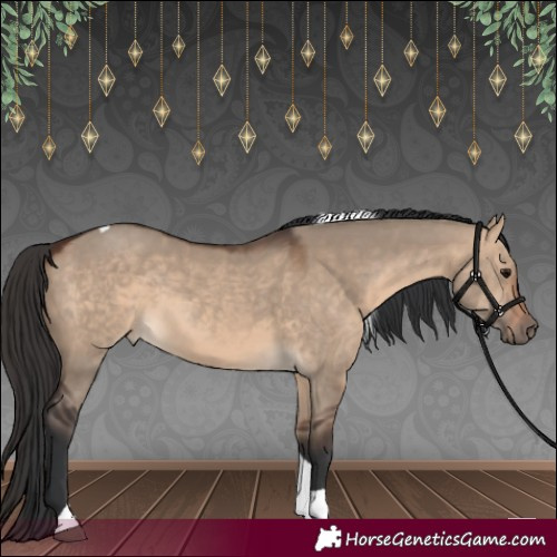 Horse Color:Bay Dun Tobiano 