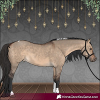 Horse Color:Bay Dun Tobiano 