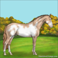 Horse Color:Gold Champagne Frame 