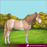 Horse Color:White Spotted Gold Champagne