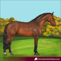 Horse Color:Bay 