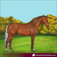Horse Color:Silver Bay 