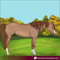 Horse Color:Red Dun 