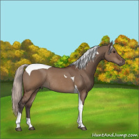Horse Color:Silver Brown Dun Tobiano Rabicano 