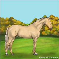 Horse Color:Palomino Roan 