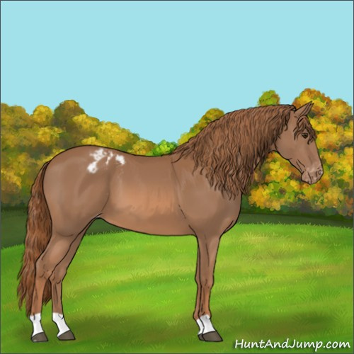 Horse Color:Chestnut Blanket 