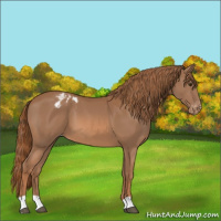 Horse Color:Chestnut Blanket 