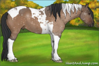 Horse Color:Brown Dun Tobiano 