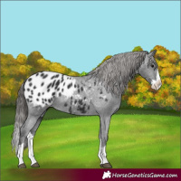 Horse Color:Black Splash Appaloosa 