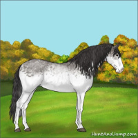 Horse Color:White Spotted Smoky Grullo