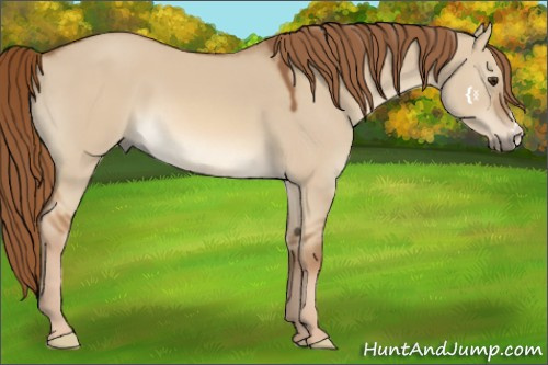 Horse Color:Red Dun