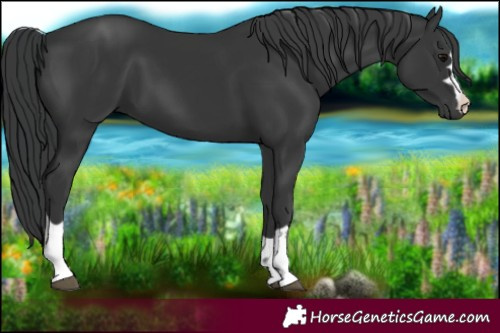 Horse Color:Black 