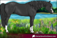 Horse Color:Black 