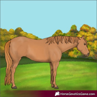 Horse Color:Chestnut Rabicano 