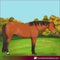 Horse Color:Bay Rabicano 