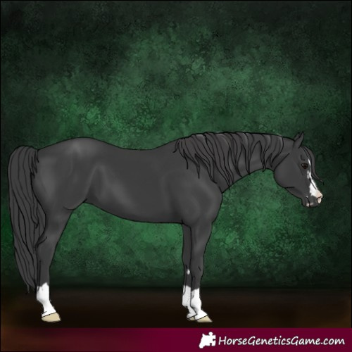 Horse Color:Black 