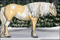 Horse Color:Palomino Appaloosa  and Palomino 