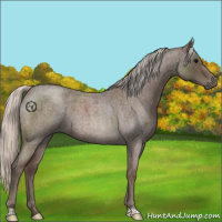 Horse Color:Silver Blue Roan 