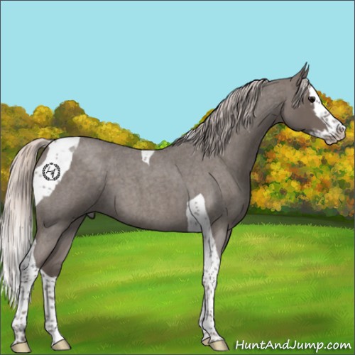 Horse Color:Silver Blue Roan Splash Tobiano 