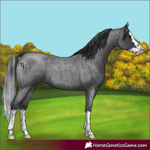 Horse Color:Blue Roan Splash 