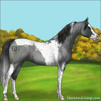 Horse Color:Blue Roan Splash Tobiano