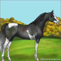 Horse Color:Black Splash Tobiano