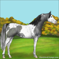 Horse Color:Blue Roan Splash Tobiano