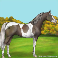 Horse Color:Silver Black Splash Tobiano