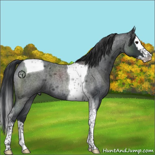 Horse Color:Blue Roan Splash Tobiano 