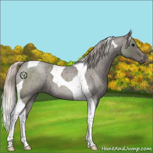 Horse Color:Silver Blue Roan Tobiano 