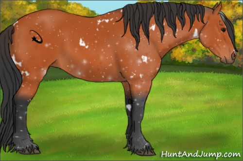 Horse Color:White Spotted Bay 
