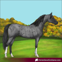 Horse Color:Blue Roan 