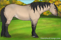 Horse Color:Bay Dun