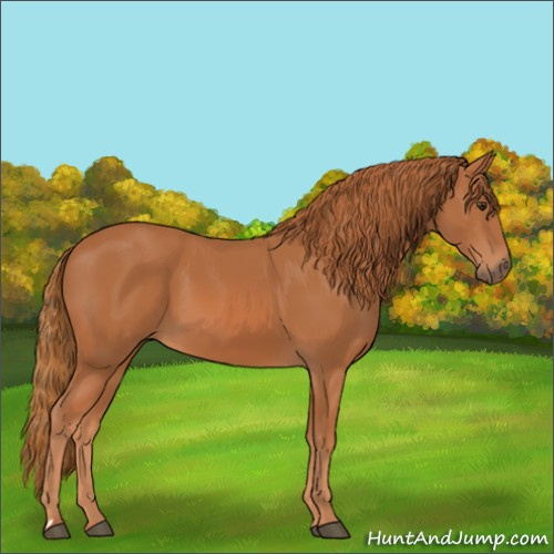 Horse Color:Chestnut 