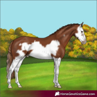 Horse Color:Chestnut Splash Frame 