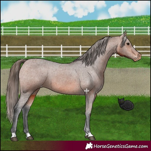 Horse Color:Bay Appaloosa 