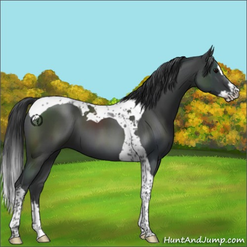 Horse Color:Black Splash Tobiano 
