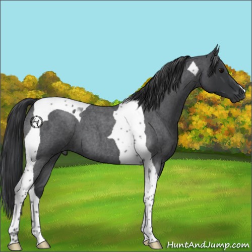 Horse Color:Blue Roan Tobiano 