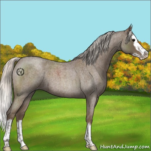 Horse Color:Silver Blue Roan Splash 