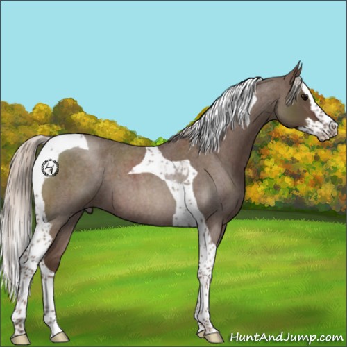 Horse Color:Silver Blue Roan Splash Tobiano 