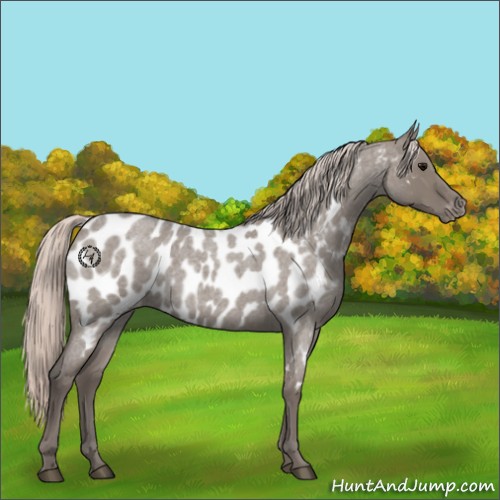 Horse Color:Silver Grullo Roan Appaloosa 