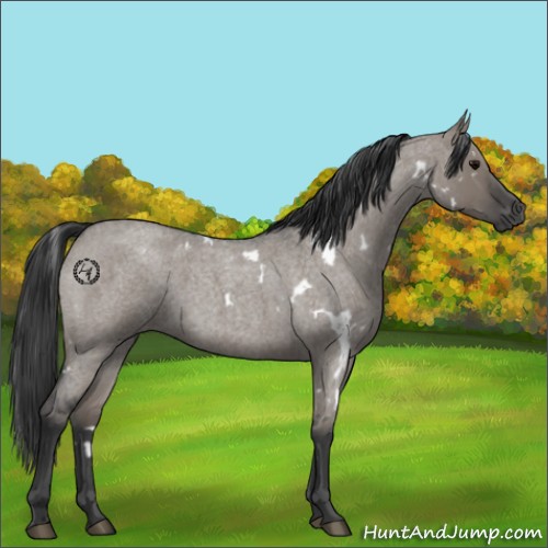 Horse Color:White Spotted Grullo Roan 