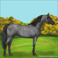 Horse Color:Blue Roan 