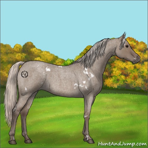 Horse Color:White Spotted Silver Grullo Roan 