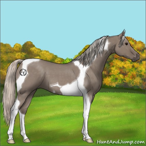 Horse Color:Silver Grullo Roan Tobiano 